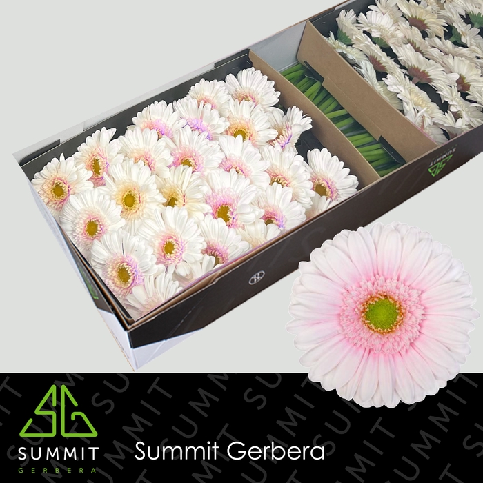 <h4>Gerbera Michelle Doos</h4>