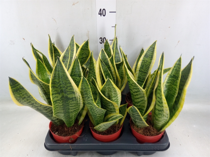 <h4>Sansevieria trifa. 'Futura Superba'</h4>