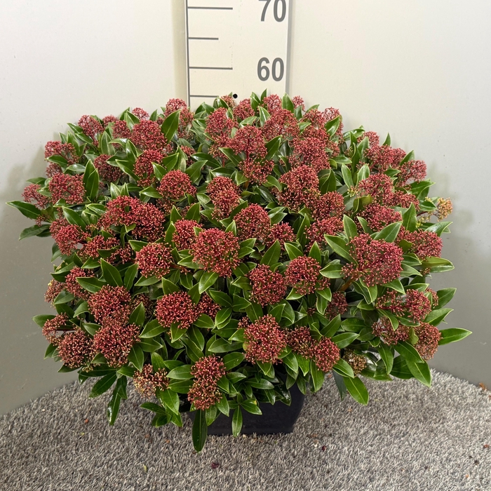 <h4>Skimmia japonica 'Rubesta Cuba' 4kante pot</h4>