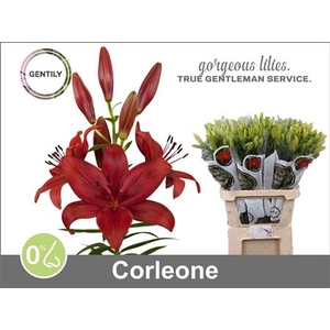 Li La Corleone