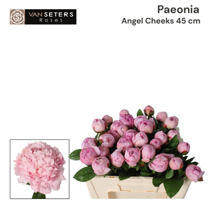 Paeonia Angel Cheeks