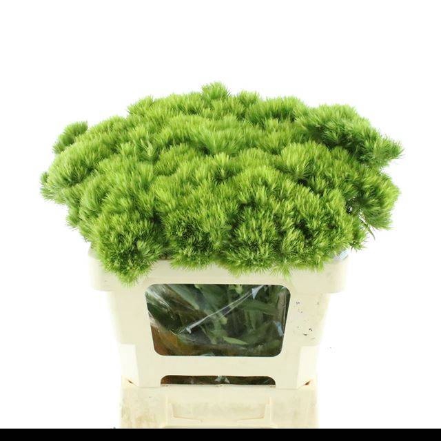 <h4>DI BARB GREEN WICKY</h4>