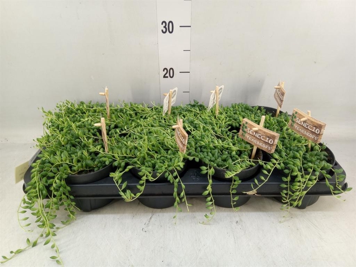 <h4>Senecio herreianus</h4>