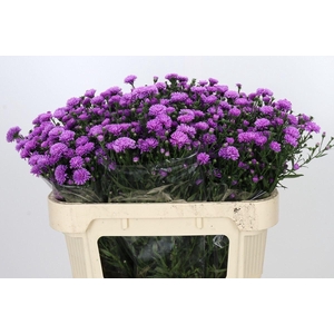 ASTER ASTEE KARMIJN ASTER ASTEE KAR