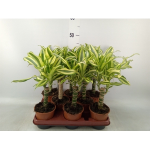 Dracaena frag. 'Yellow Coast'