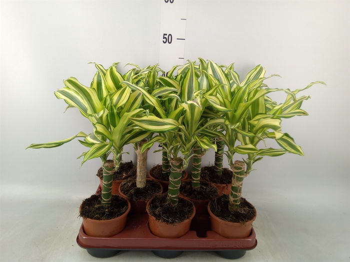 <h4>Dracaena frag. 'Yellow Coast'</h4>