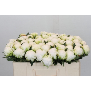 Paeonia Madame Claude Tain