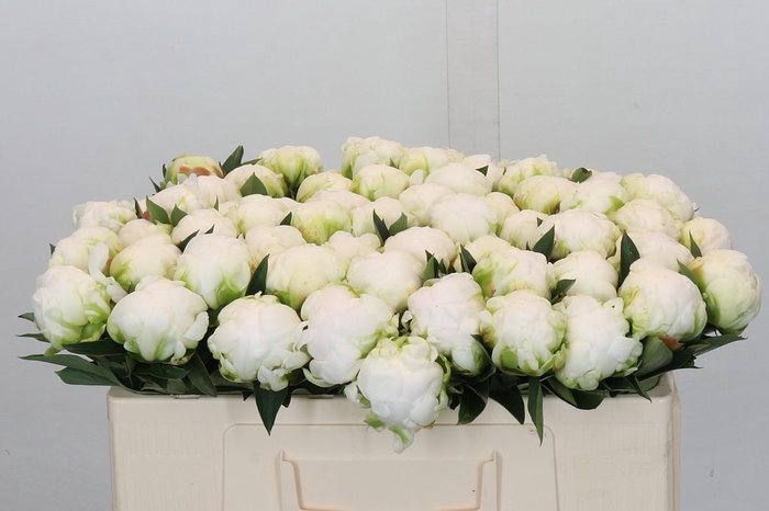 <h4>Paeonia Madame Claude Tain</h4>