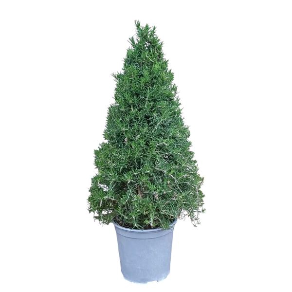 <h4>Rosmarinus officinalis overig</h4>