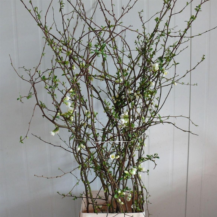 Chaenomeles Superba White 120 140cm