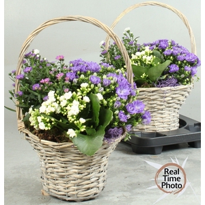 ARR TUINPLANTEN
