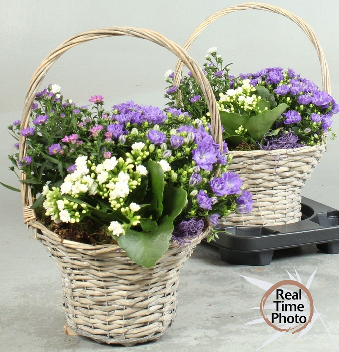 <h4>ARR TUINPLANTEN</h4>