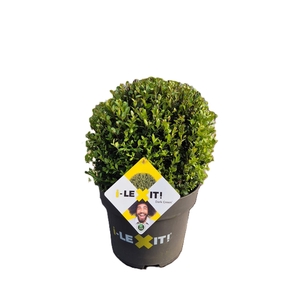 Ilex crenata Dark Green, P32, Bol Ø35cm