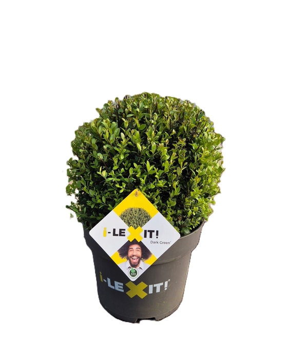 <h4>Ilex crenata Dark Green, P32, Bol Ø35cm</h4>