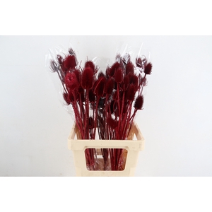 DF Dipsacus Bordeaux Bs 130g