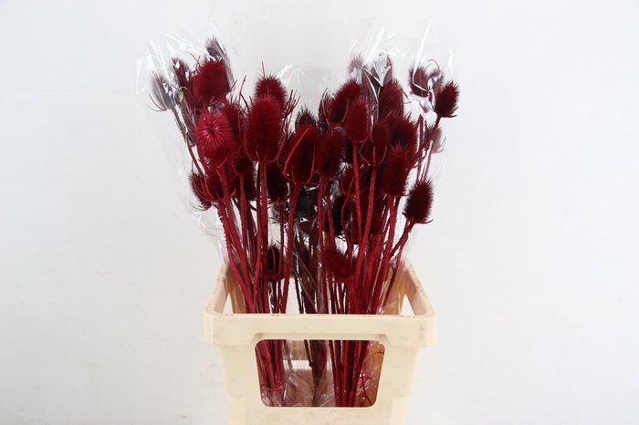 <h4>DF Dipsacus Bordeaux Bs 130g</h4>