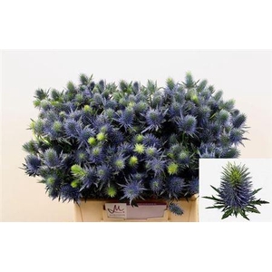 Eryn Supernova Qstar