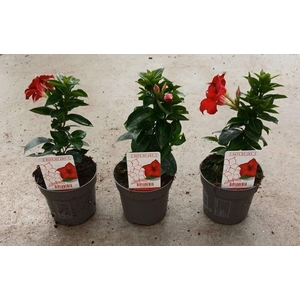 Dipladenia 'Rio' Dark Red