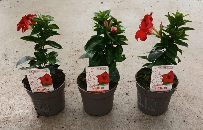 <h4>Dipladenia 'Rio' Dark Red</h4>
