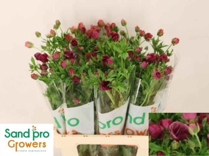 <h4>RAN CO MAG CINNAMON</h4>