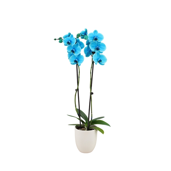 <h4>Hugo White Phal I Am Ocean Blue 2T14+</h4>