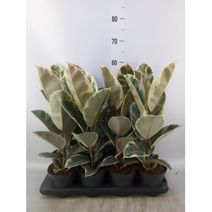 Ficus elastica 'Tineke'