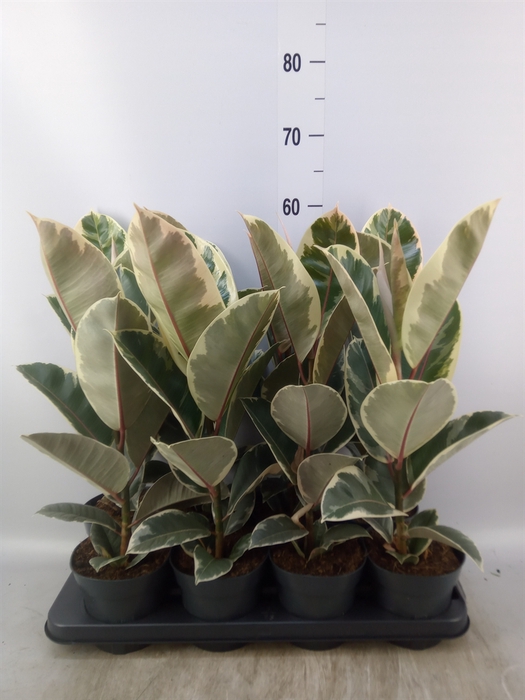 <h4>Ficus elastica 'Tineke'</h4>