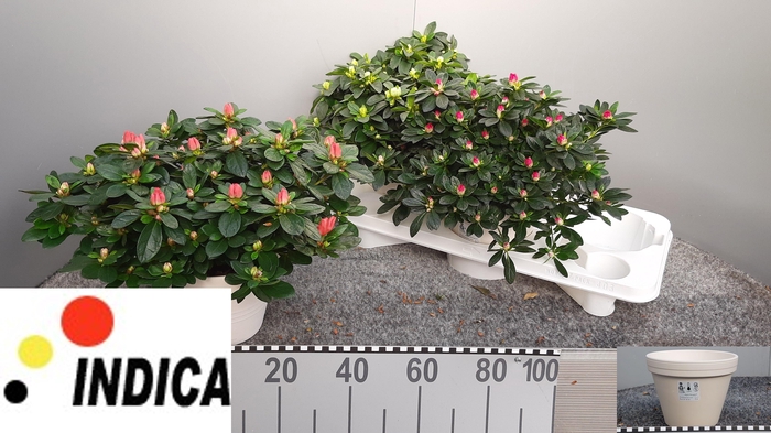 <h4>RHODO SI GEM 3 SRT</h4>