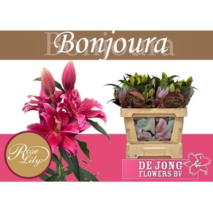 LI OR DU RL BONJOURA