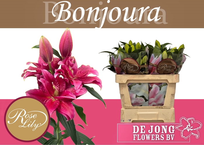 <h4>LI OR DU RL BONJOURA</h4>