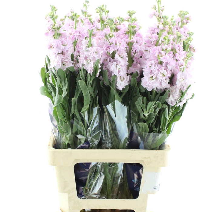 <h4>Matth Incana Iron Cherry Blossom</h4>