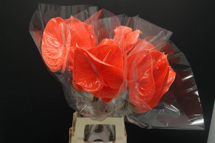 <h4>Anthurium Summer</h4>