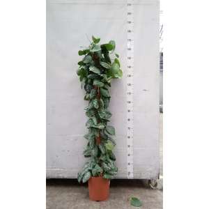 Scindapsus pictus 'Trebie'