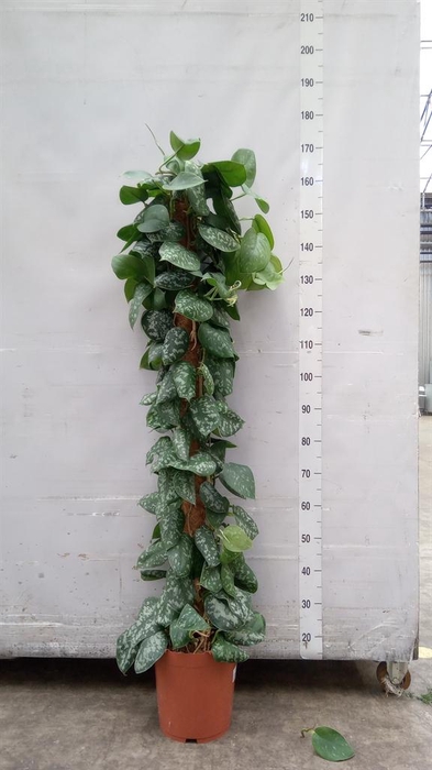 <h4>Scindapsus pictus 'Trebie'</h4>