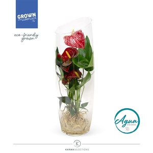 Anthurium - KARMA Red | Aqua di Karma | Sky 50cm