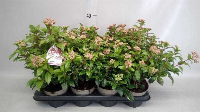 <h4>Viburnum tinus</h4>