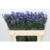 Aster Baby Parade