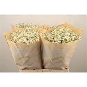 Tanacetum Pa Cameron