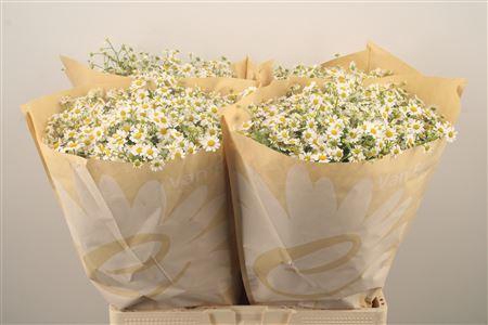 <h4>Tanacetum Pa Cameron</h4>