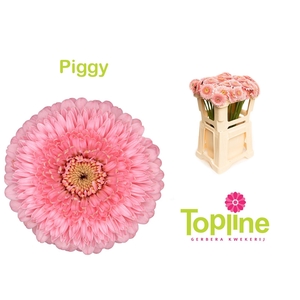 Germini Bolero Piggy