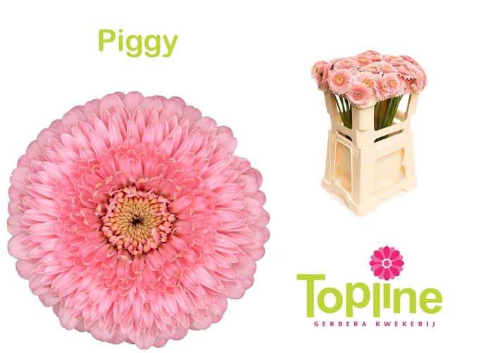 <h4>Germini Bolero Piggy</h4>