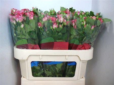 <h4>R Tr Fireworks</h4>