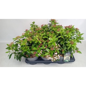 Viburnum tinus 'Eve Price'