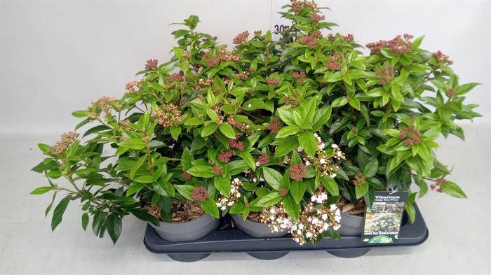 <h4>Viburnum tinus 'Eve Price'</h4>