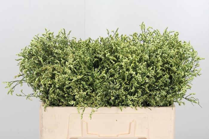 <h4>Lim Sin China Lemon</h4>