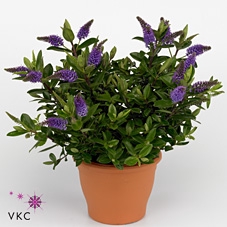 Hebe  'Hebedonna Anna'