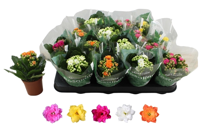 <h4>KAL GE RO GEM 5 KL</h4>