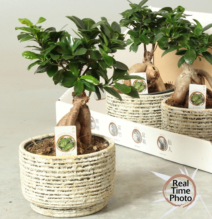 <h4>FIC MI GINSENG</h4>