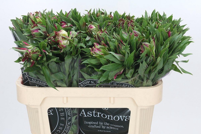 <h4>Alstroemeria Astronova Libra</h4>