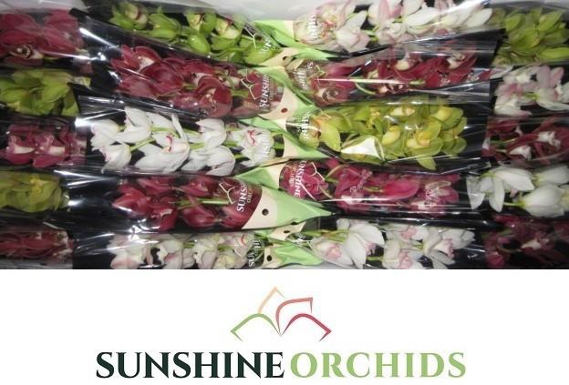 <h4>CYMB MI GEM</h4>